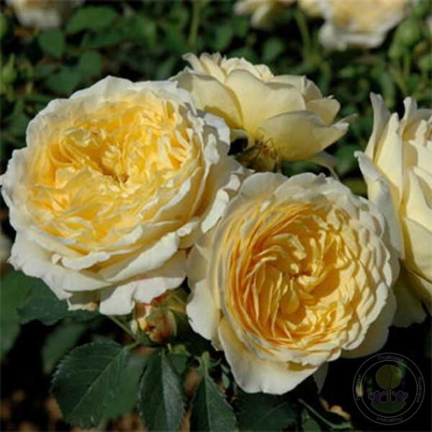 Роза Касто Гомбер 6