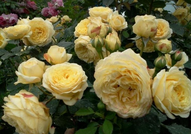 Роза Касто Гомбер