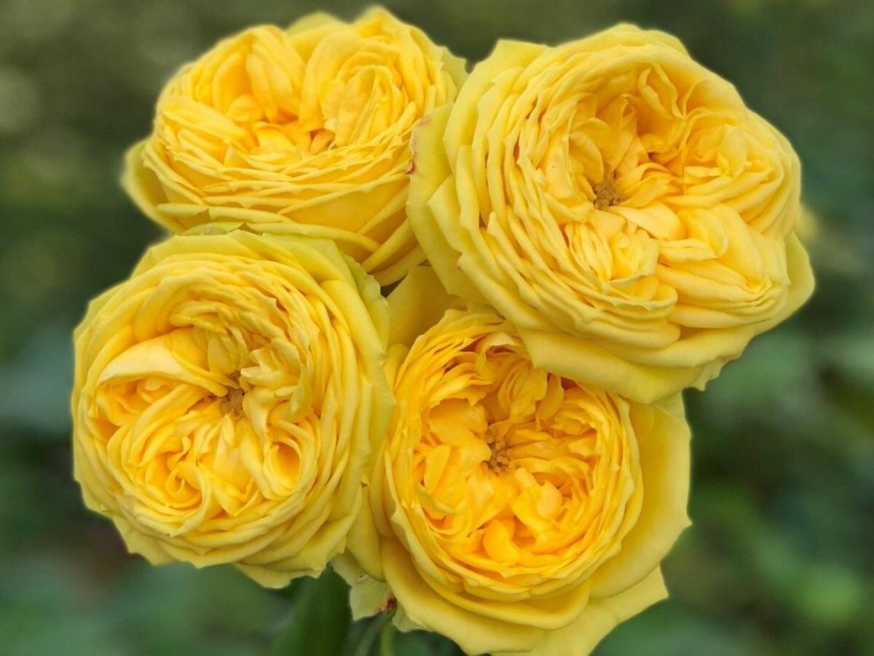 Роза Каталина 2
