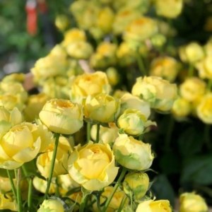 Роза Каталина