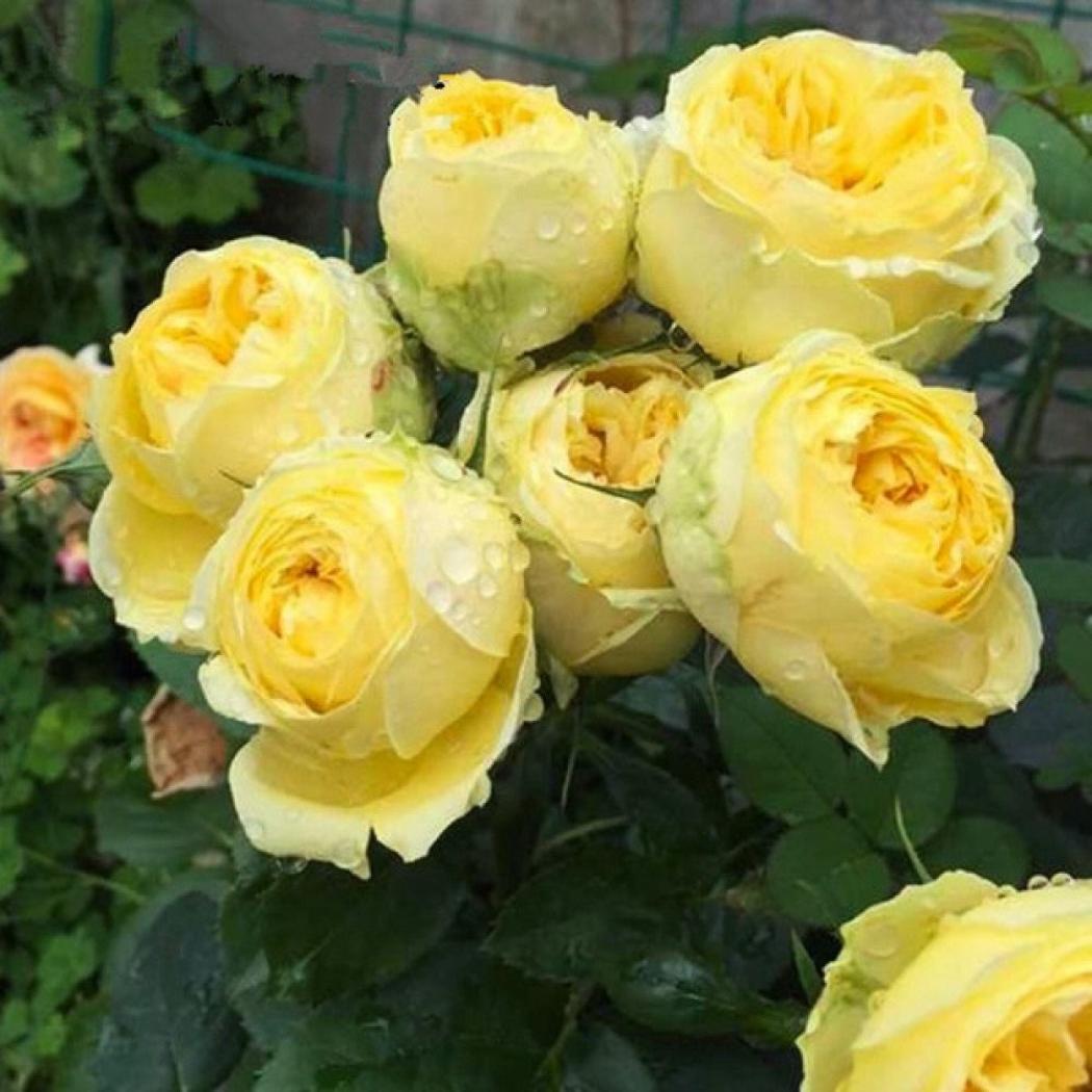 Роза Каталина 6