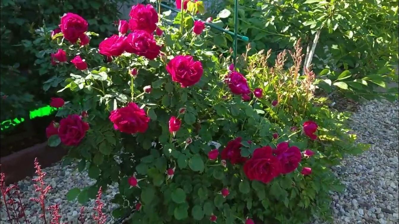 Роза Катберт Грант 2