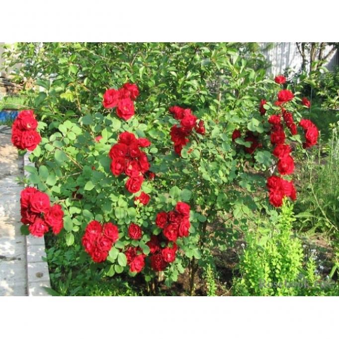 Роза Катберт Грант 3