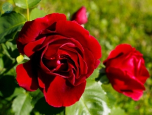 Роза Катберт Грант