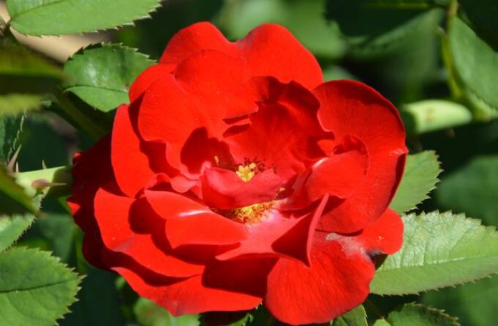 Роза Кайен 2