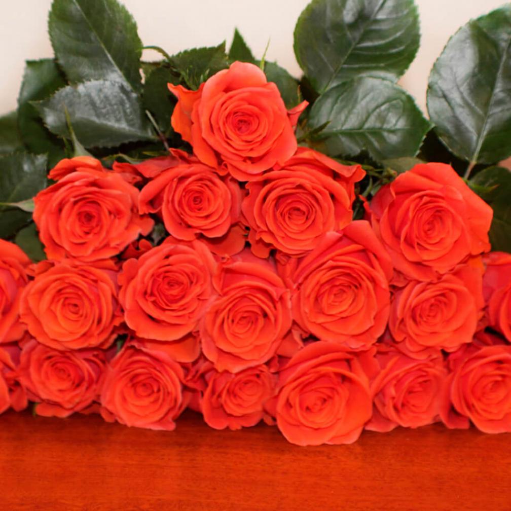 Роза Кайен 3