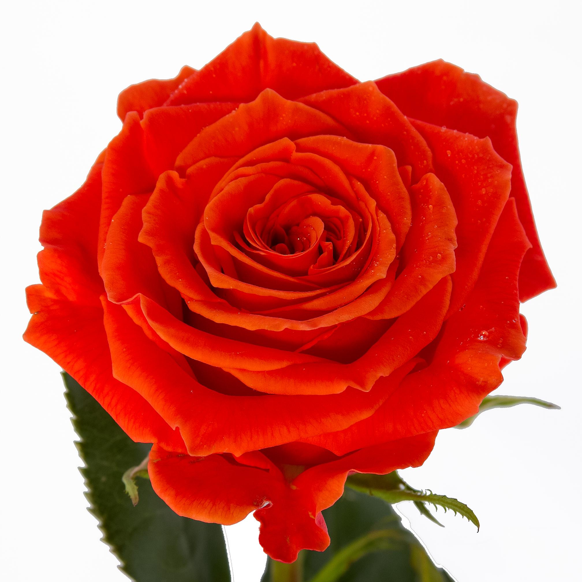 Роза Кайен 4