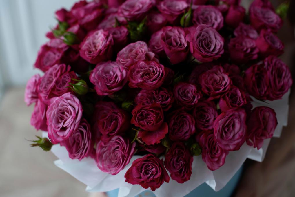 Роза Кайли 2