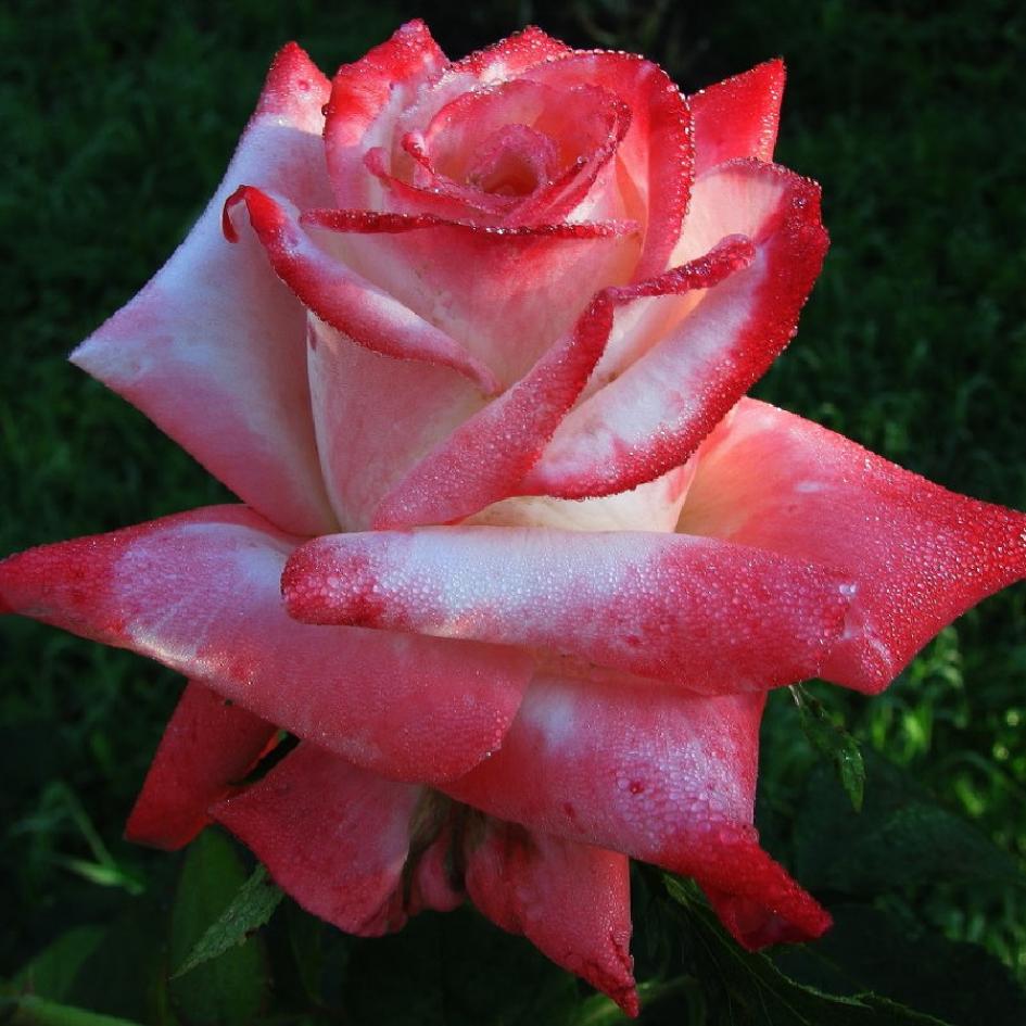 Роза Кайзер 3