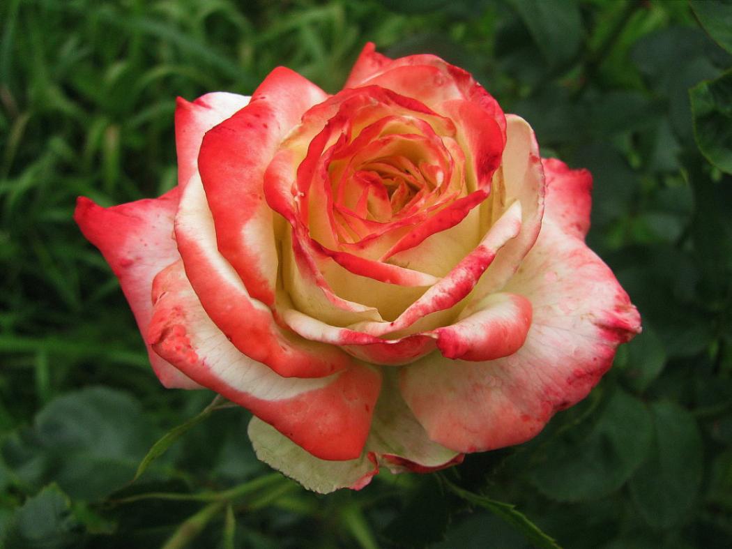 Роза Кайзер 4