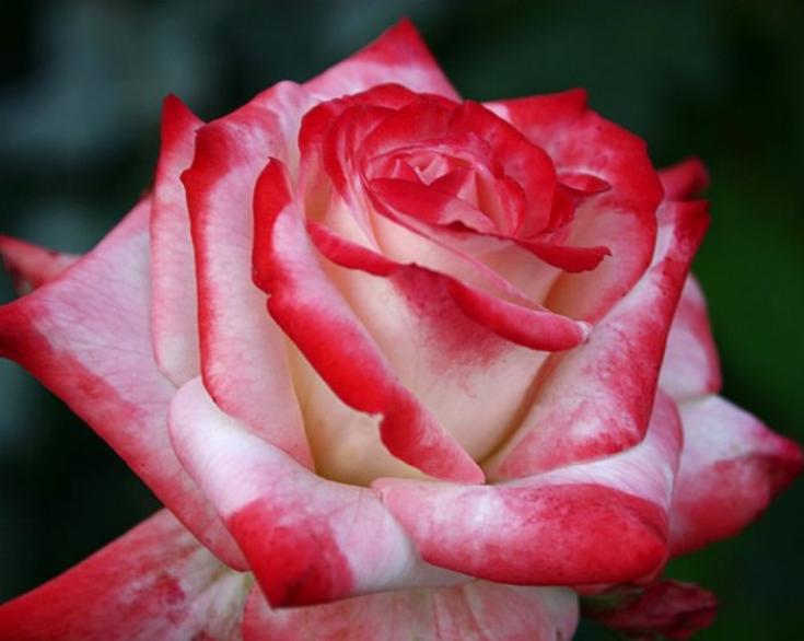 Роза Кайзер 6