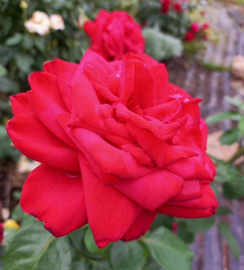 Роза Казахстанская Юбилейная 3