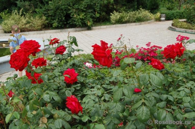 Роза Казахстанская Юбилейная 4