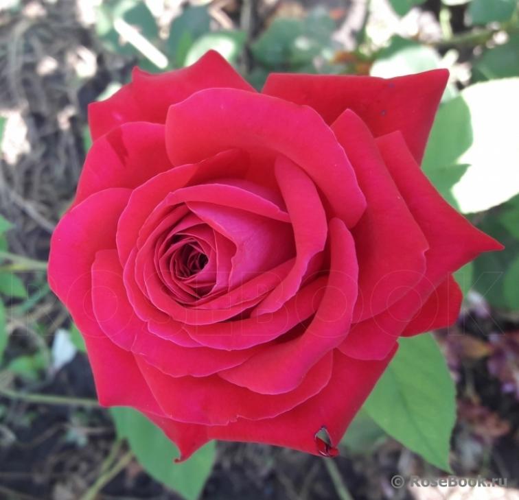 Роза Казахстанская Юбилейная 5