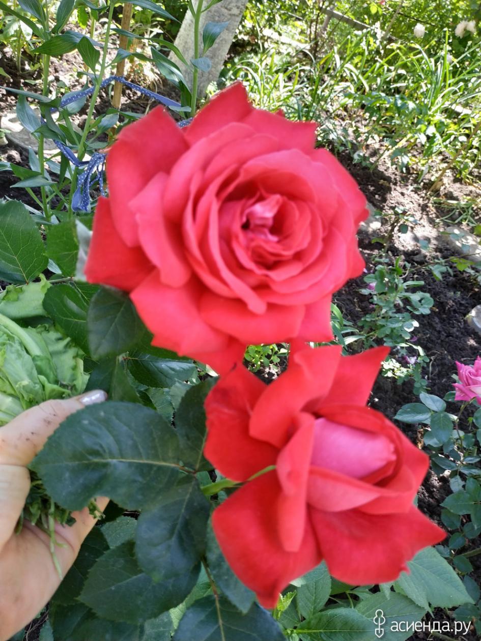 Роза Казахстанская Юбилейная 6