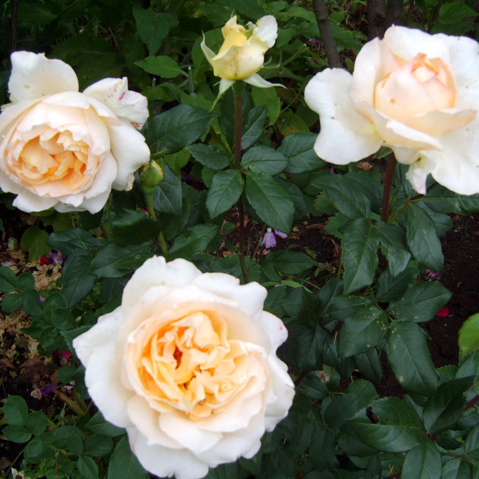 Роза Казанова 2