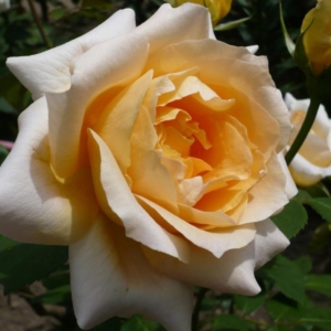 Роза Казанова