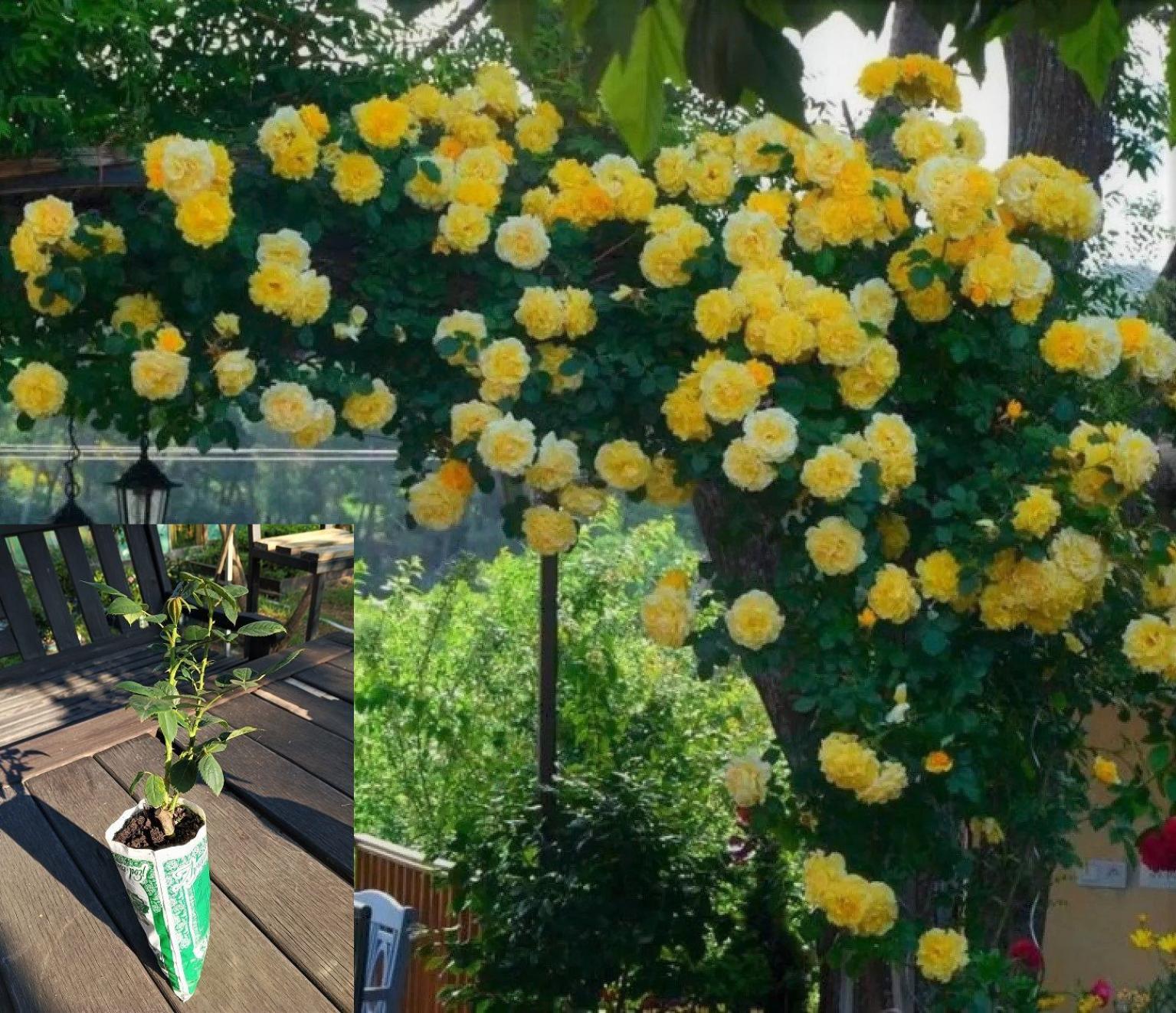 Роза Казино 2