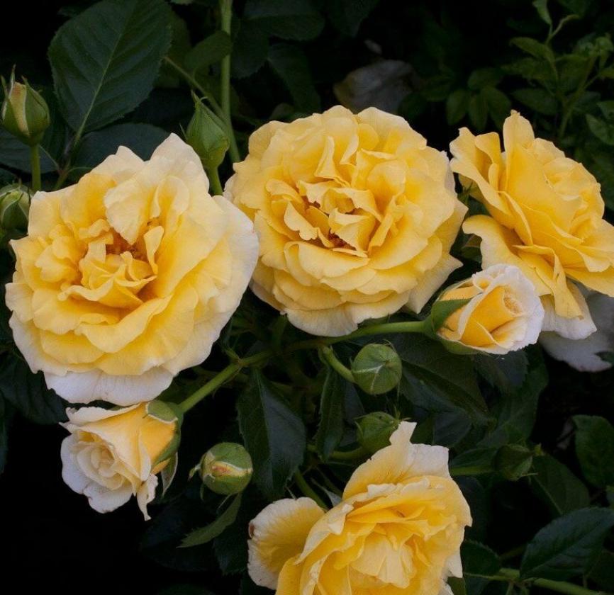 Роза Казино 4