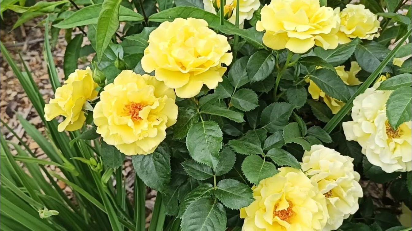 Роза Казино 5