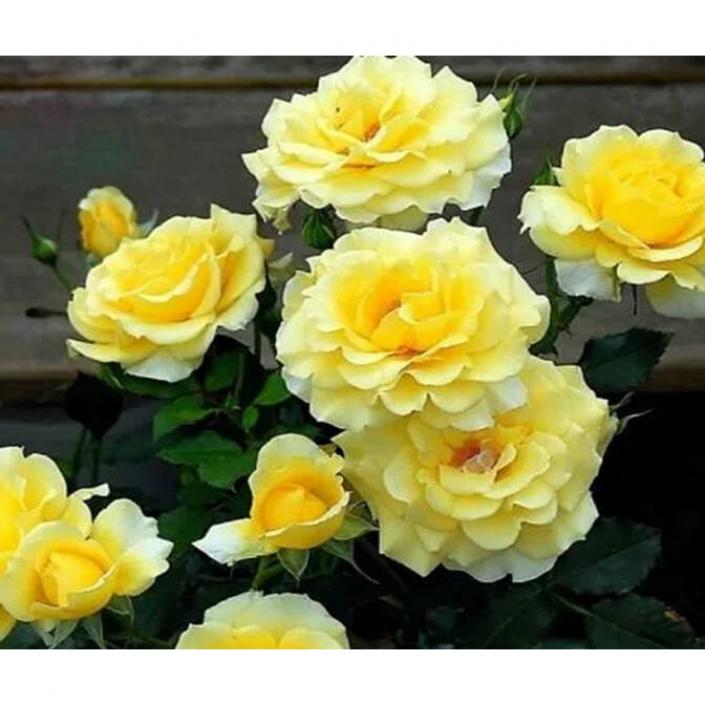 Роза Казино 6