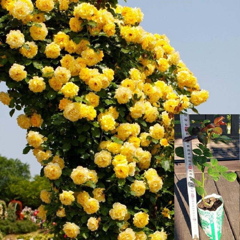 Роза Казино