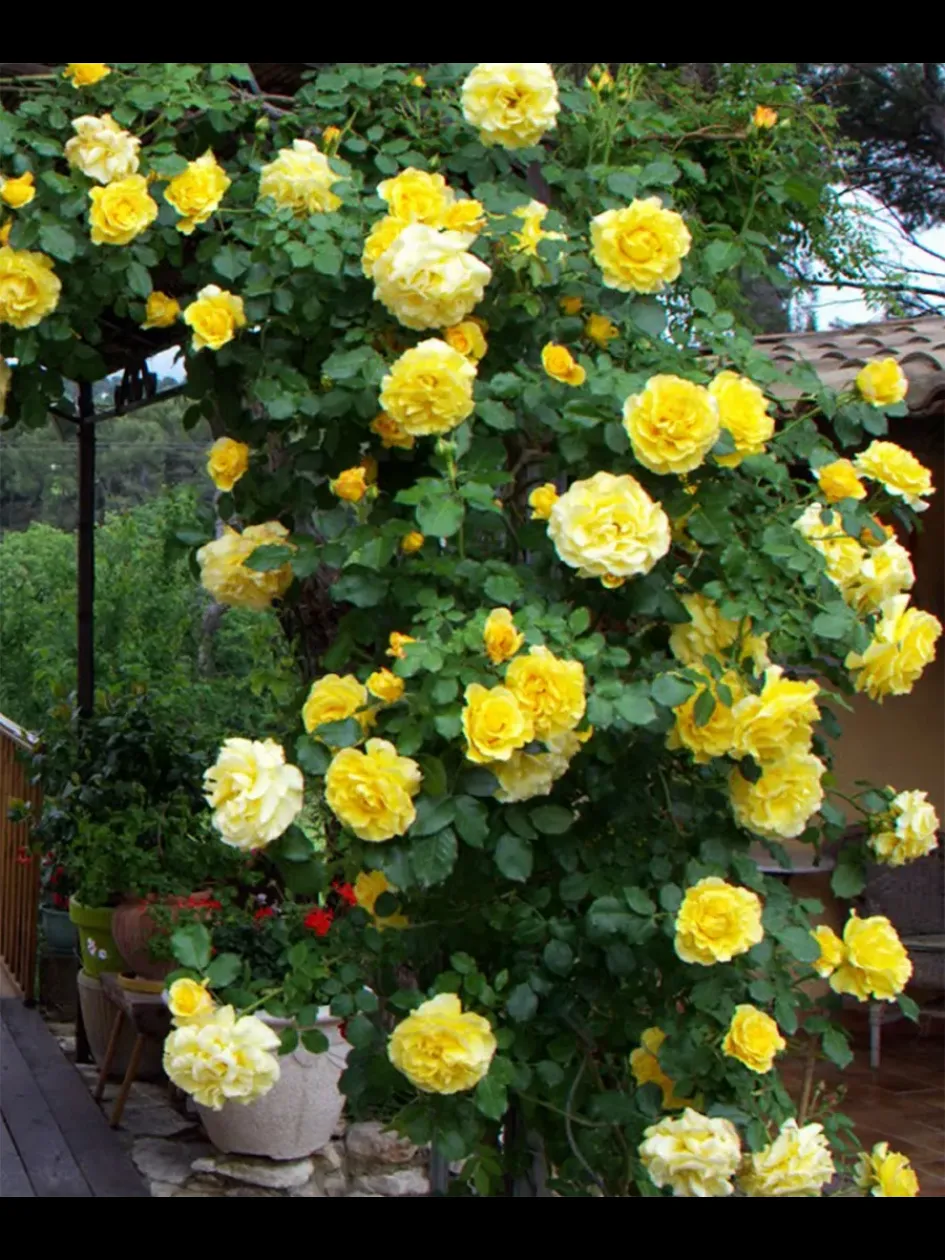 Роза Казино 3