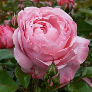 Роза Кельнер Флора