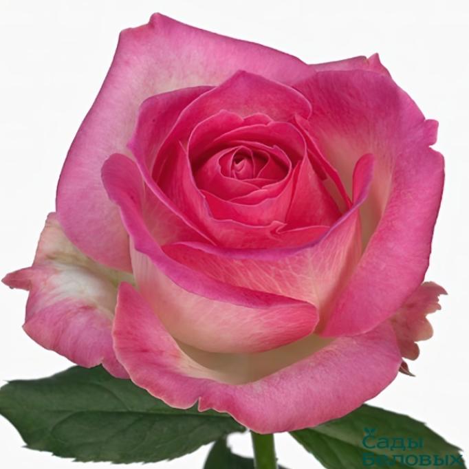 Роза Кенди Аваланж 3