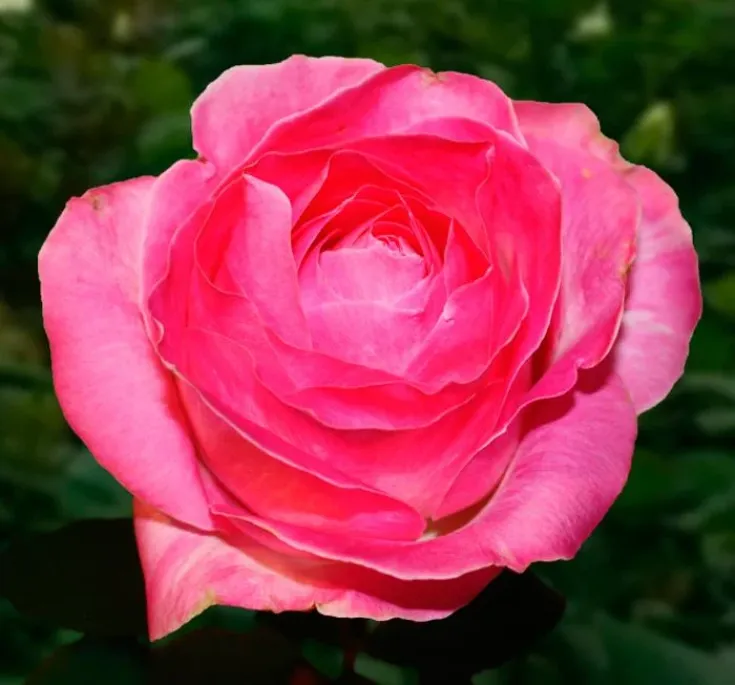 Роза Кенди Аваланж 2