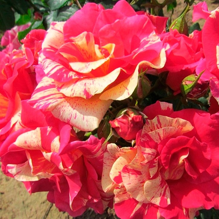 Роза Кэнди Лэнд 3