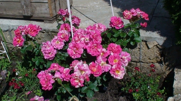 Роза Кэнди Лэнд 4