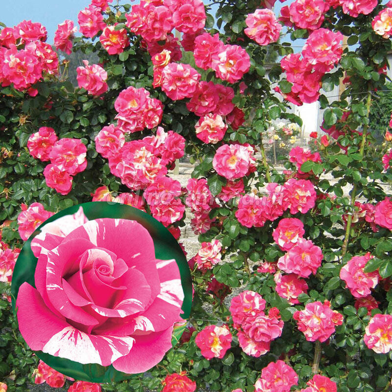 Роза Кэнди Лэнд 5