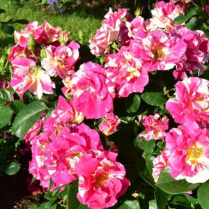 Роза Кэнди Лэнд