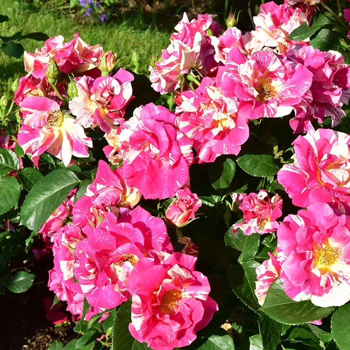 Роза Кэнди Лэнд