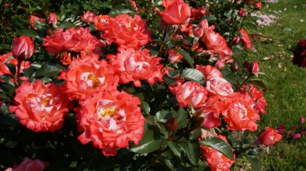 Роза Кэнди Раффлс 2