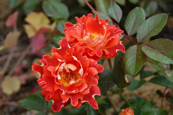 Роза Кэнди Раффлс 4