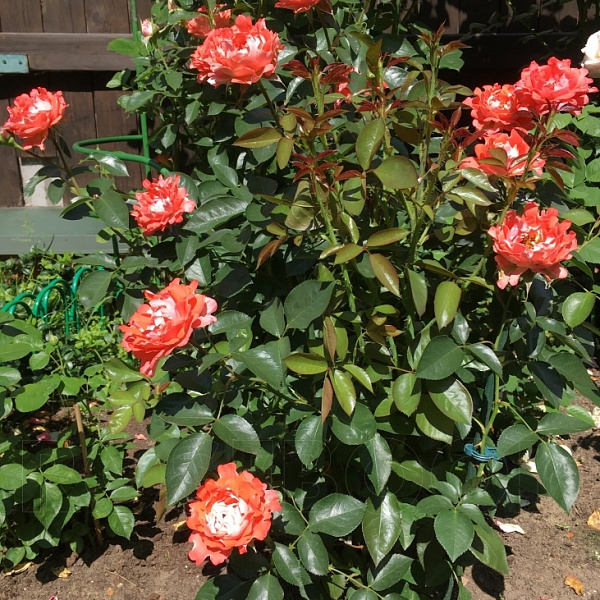 Роза Кэнди Раффлс 5