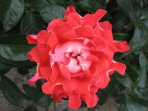 Роза Кэнди Раффлс