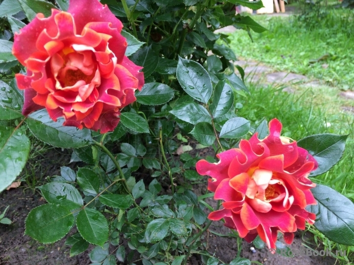 Роза Кэнди Раффлс 6