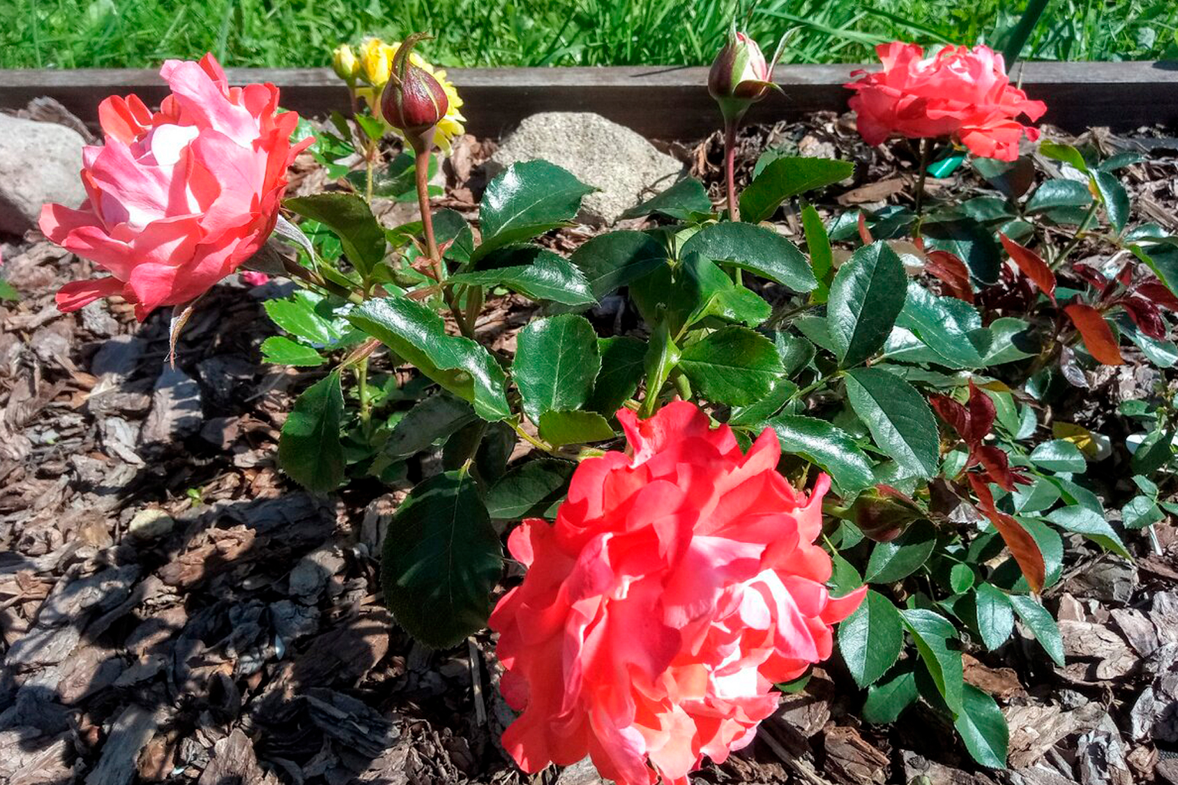 Роза Кэнди Раффлс 7