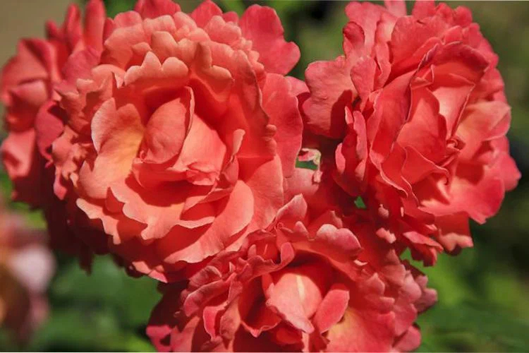 Роза Кэнди Раффлс 3