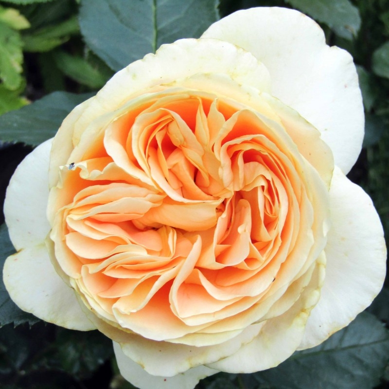 Роза Кэндллайт 5