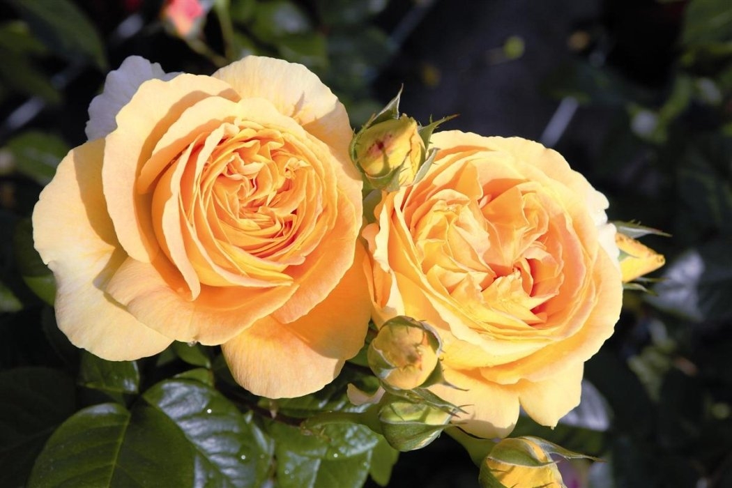 Роза Кэндллайт