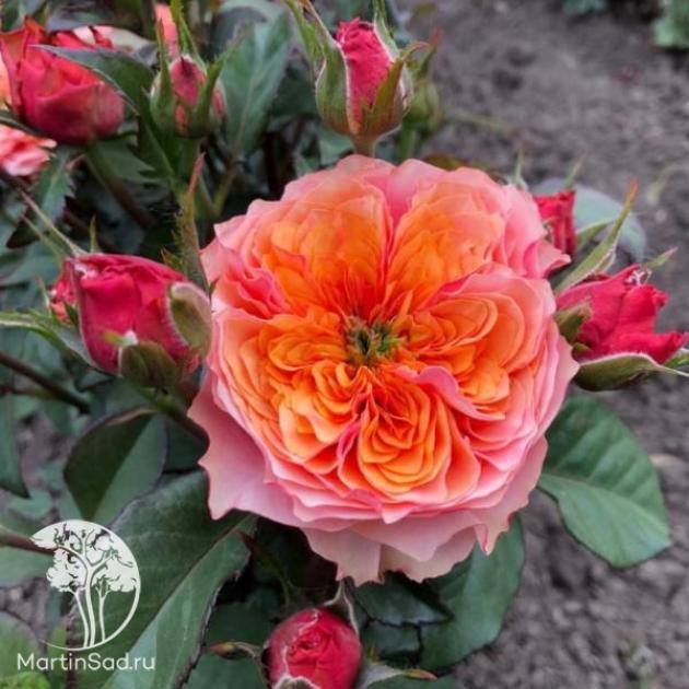 Роза Кенсингтон Гарденс 2