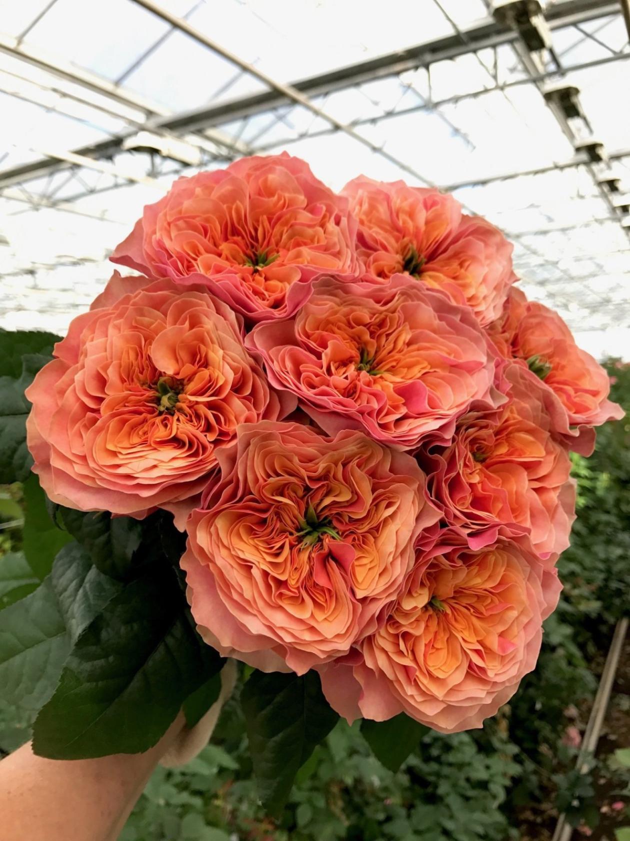 Роза Кенсингтон Гарденс 3