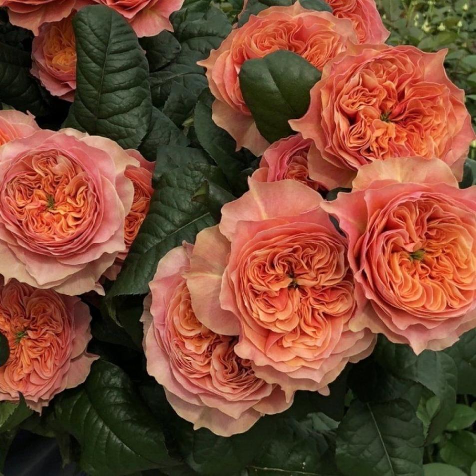 Роза Кенсингтон Гарденс