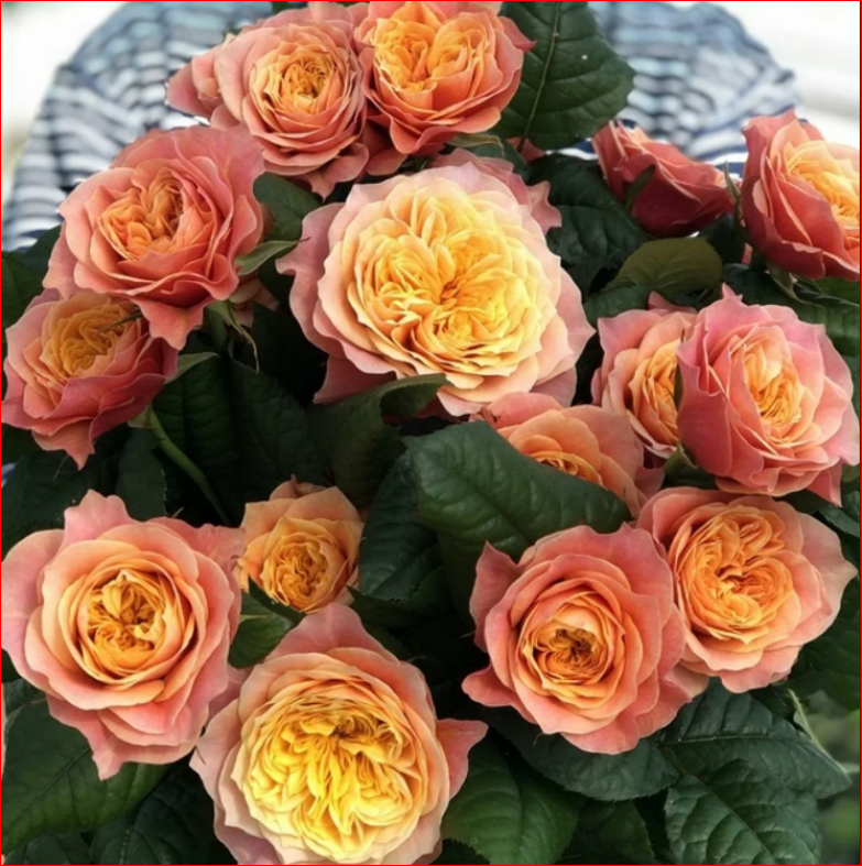 Роза Кенсингтон Гарденс 5