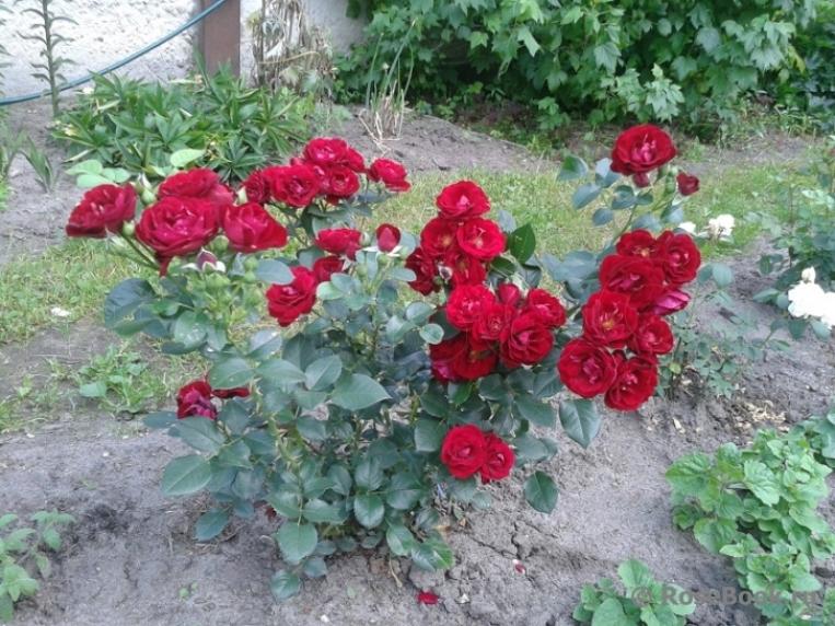 Роза Кер де Ванде 2