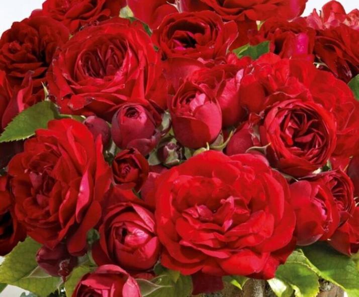 Роза Кер де Ванде 4